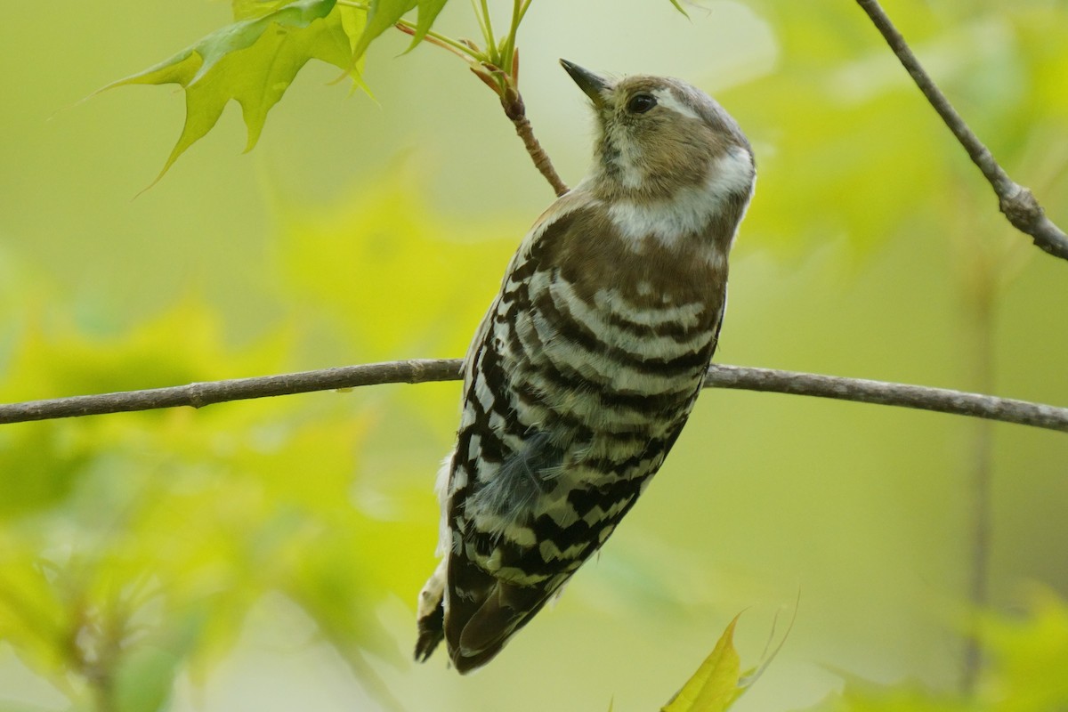 Japanese Pygmy Woodpecker - ML618802475