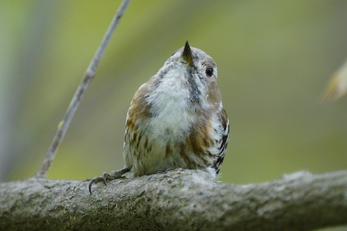 Japanese Pygmy Woodpecker - ML618802477