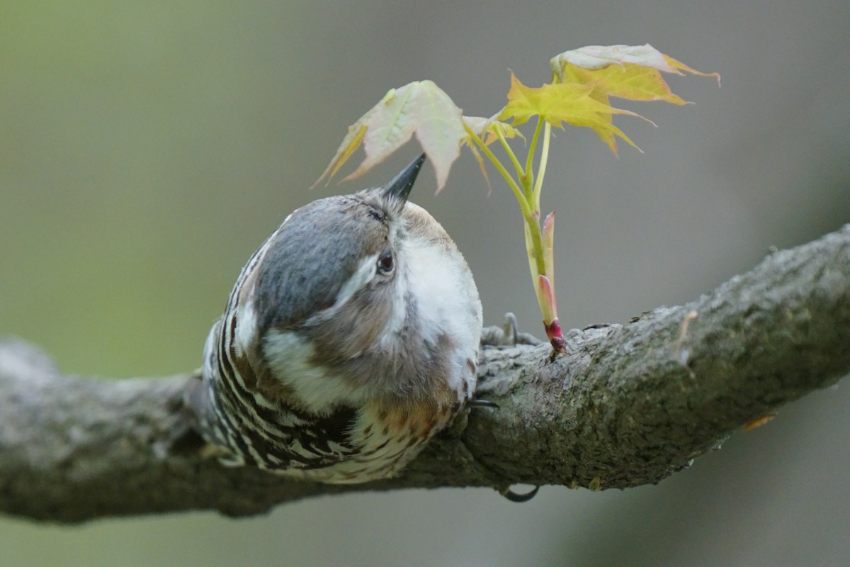 Japanese Pygmy Woodpecker - ML618802478
