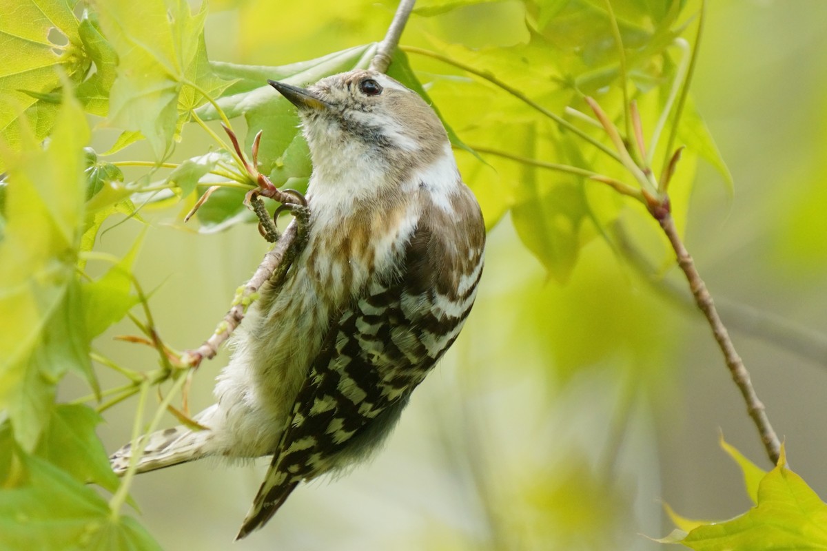 Japanese Pygmy Woodpecker - ML618802479