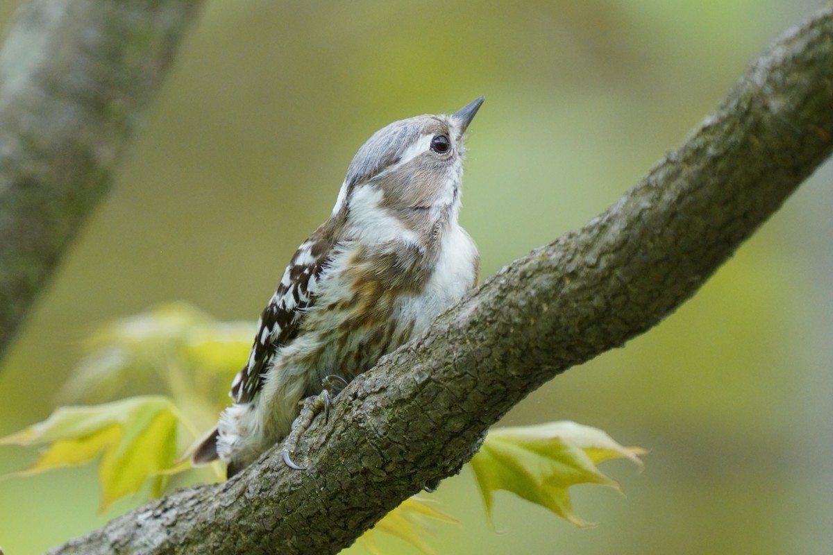 Japanese Pygmy Woodpecker - ML618802480