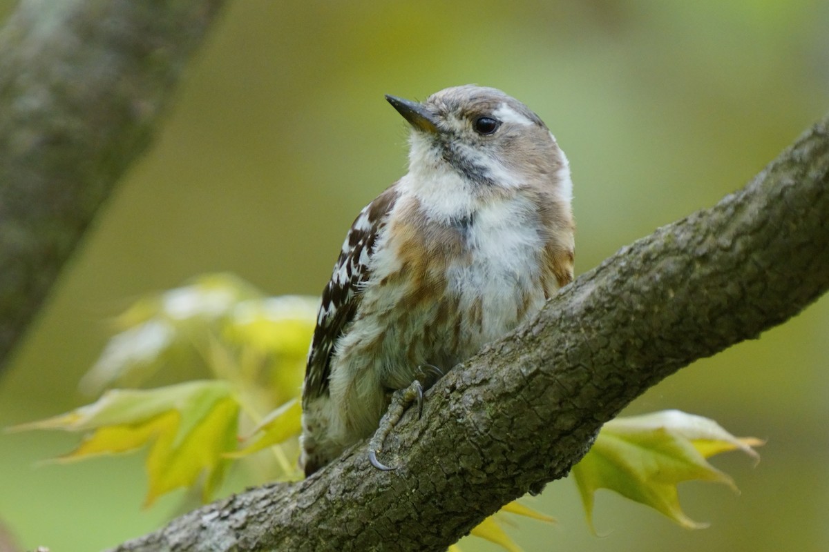 Japanese Pygmy Woodpecker - ML618802481