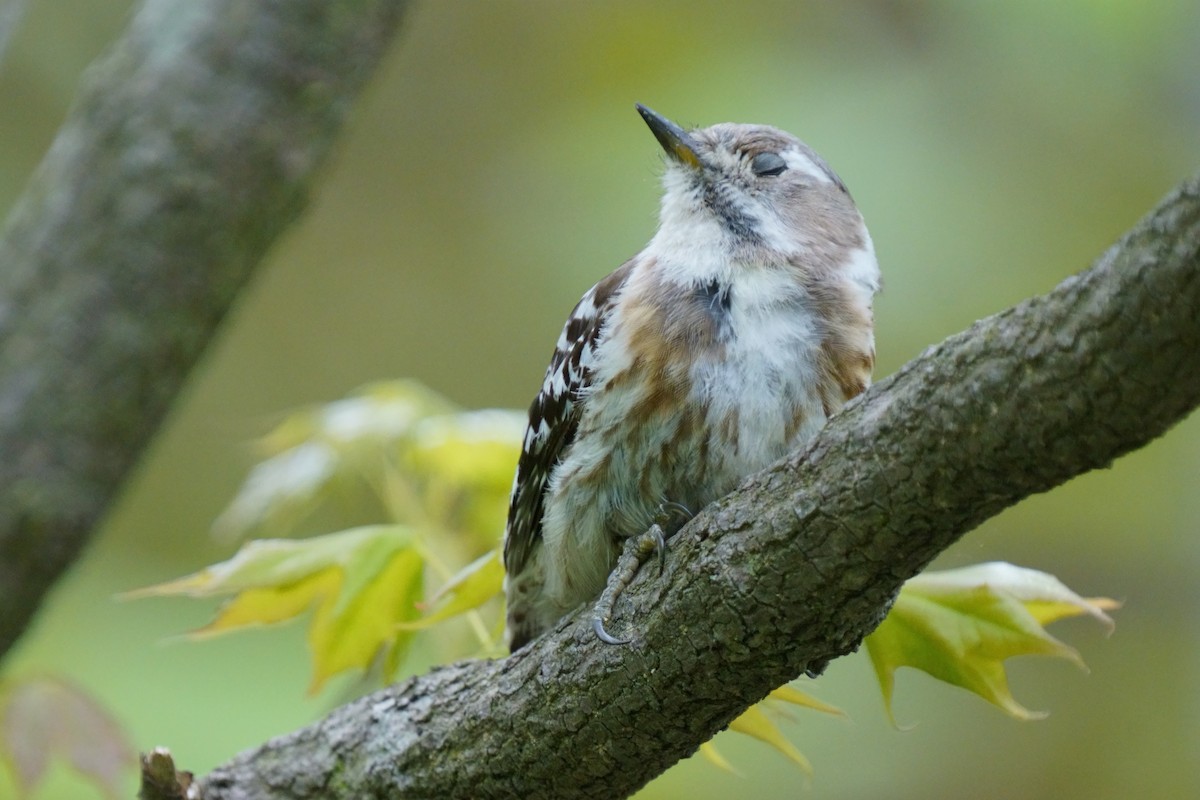 Japanese Pygmy Woodpecker - ML618802482