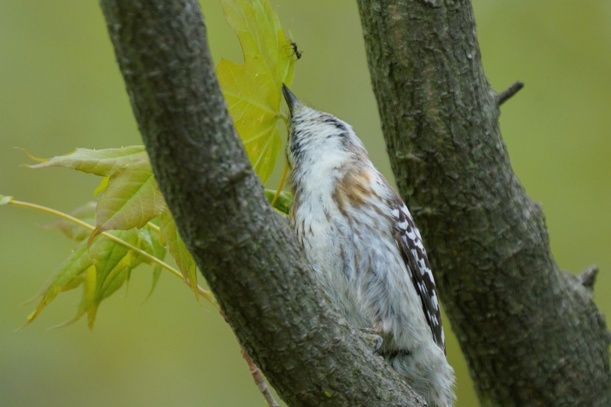 Japanese Pygmy Woodpecker - ML618802484