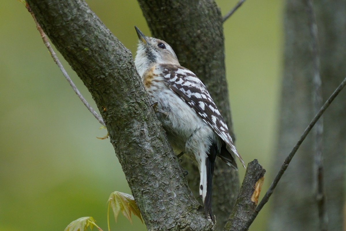 Japanese Pygmy Woodpecker - ML618802486