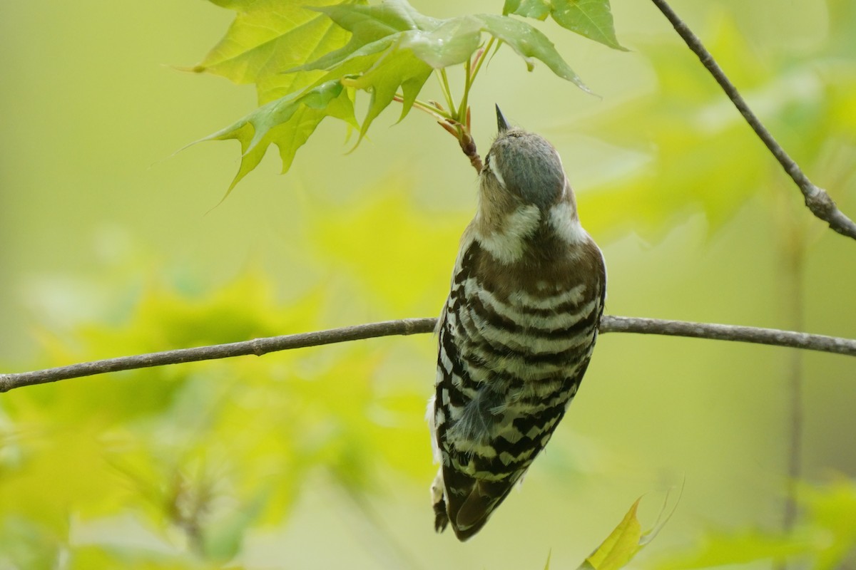 Japanese Pygmy Woodpecker - ML618802487