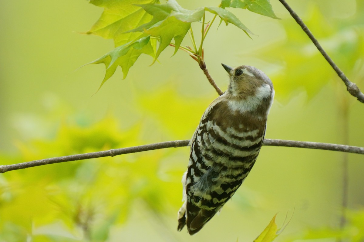 Japanese Pygmy Woodpecker - Osam y