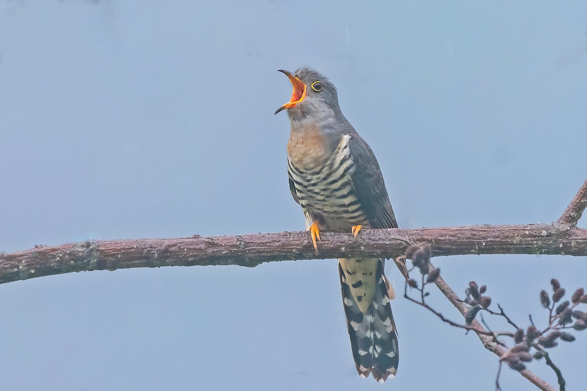 Lesser Cuckoo - Rajkumar Das