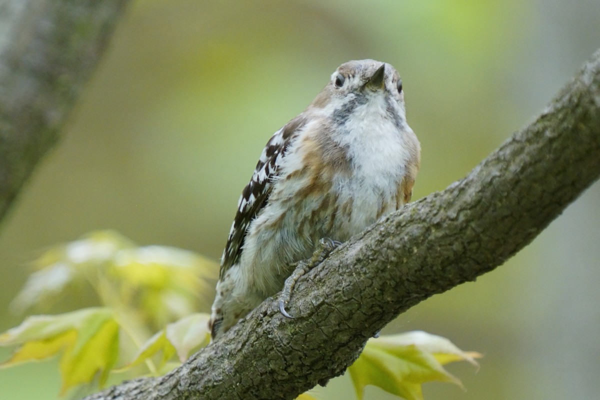 Japanese Pygmy Woodpecker - ML618802491