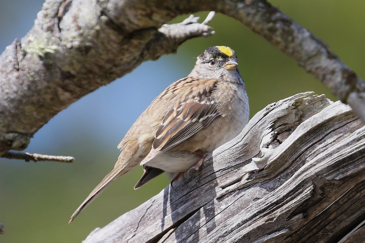 Golden-crowned Sparrow - ML618802492