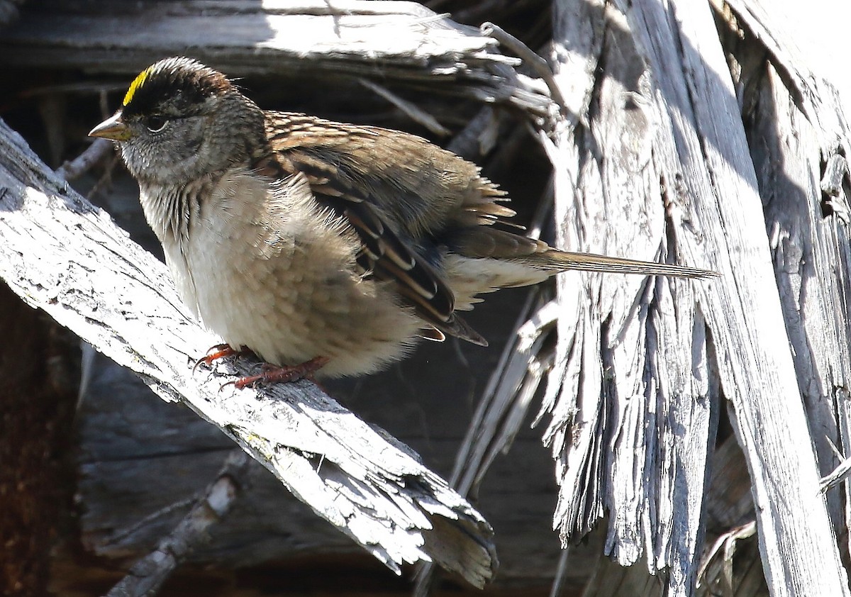 Golden-crowned Sparrow - ML618802518