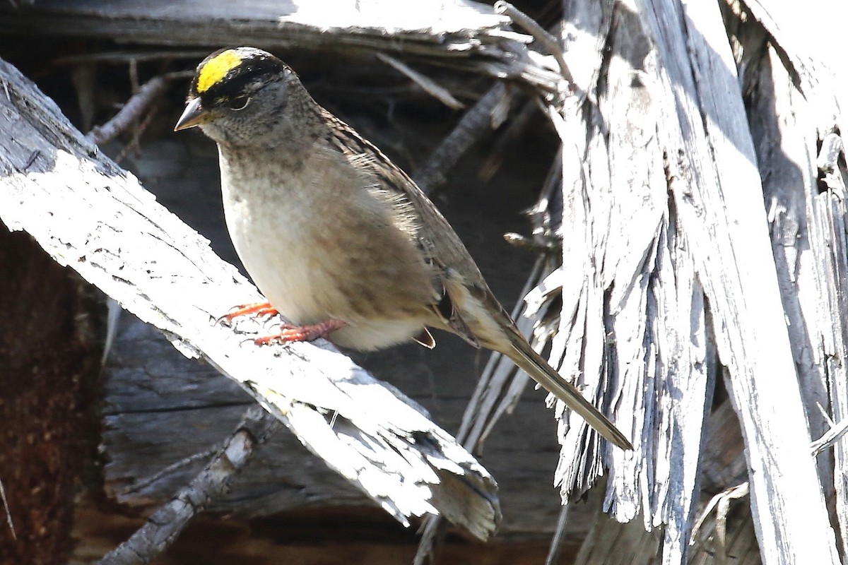 Golden-crowned Sparrow - ML618802531