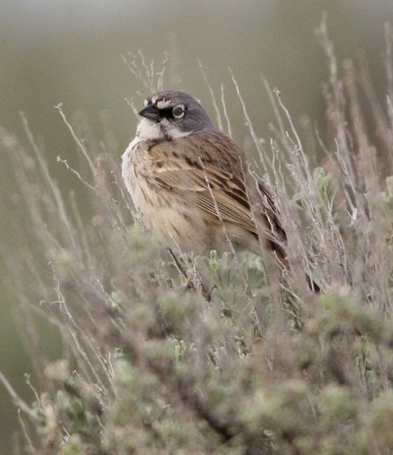 Sagebrush Sparrow - Charles Carn