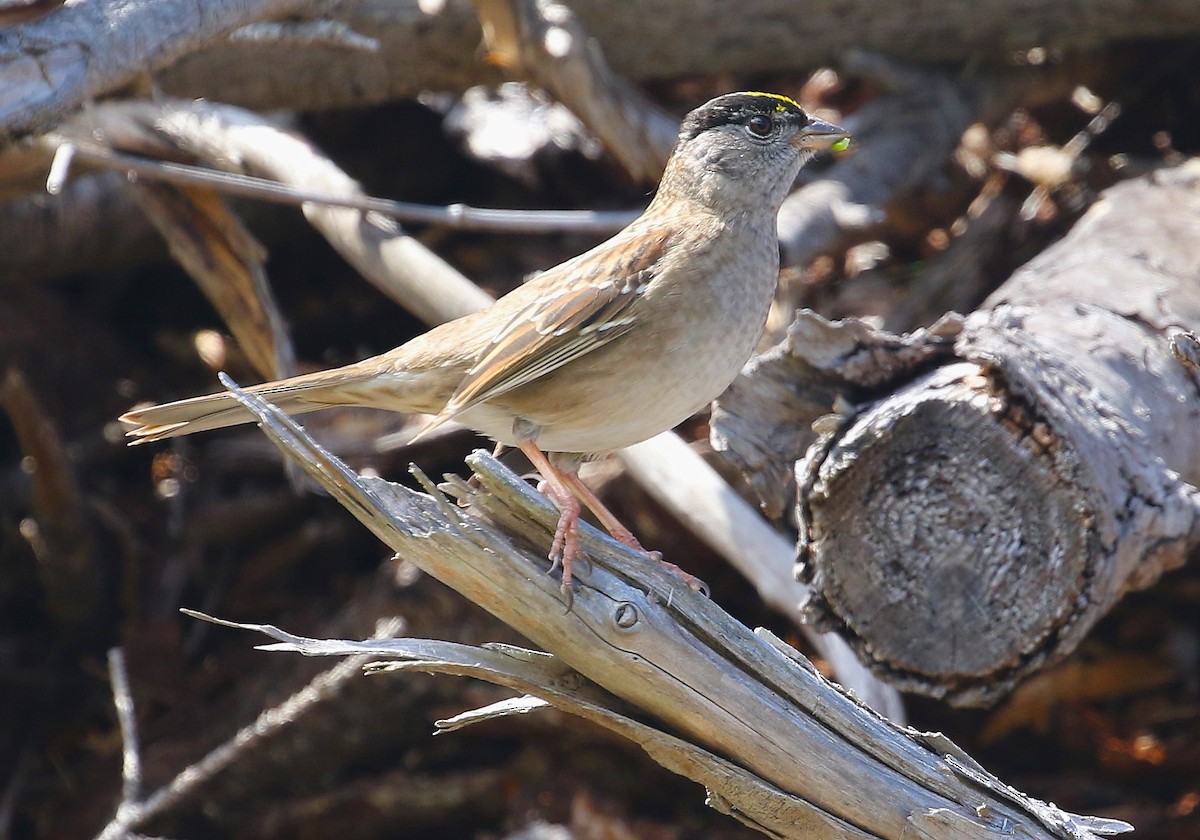 Golden-crowned Sparrow - John F. Gatchet