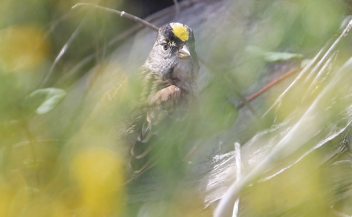 Golden-crowned Sparrow - ML618802654