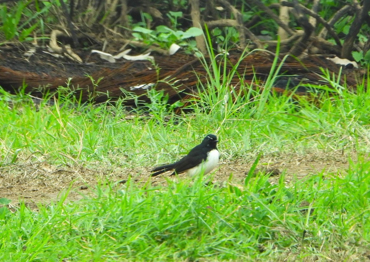 Willie-wagtail - ML618802702