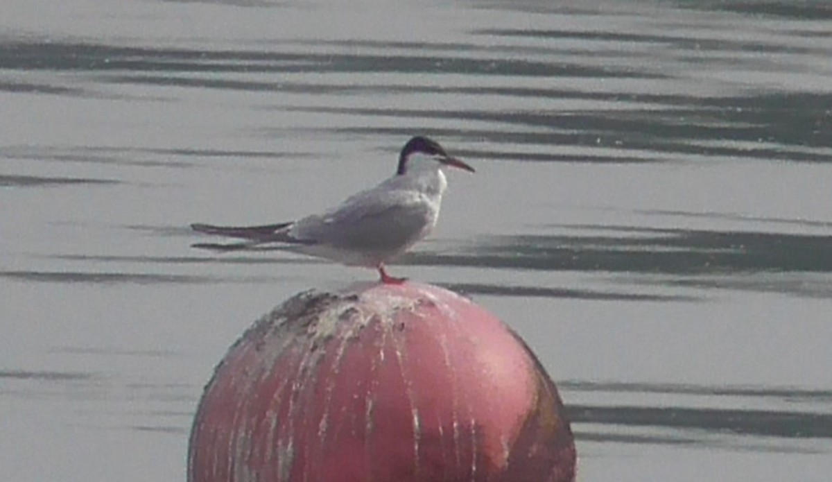 Common Tern - ML618802709