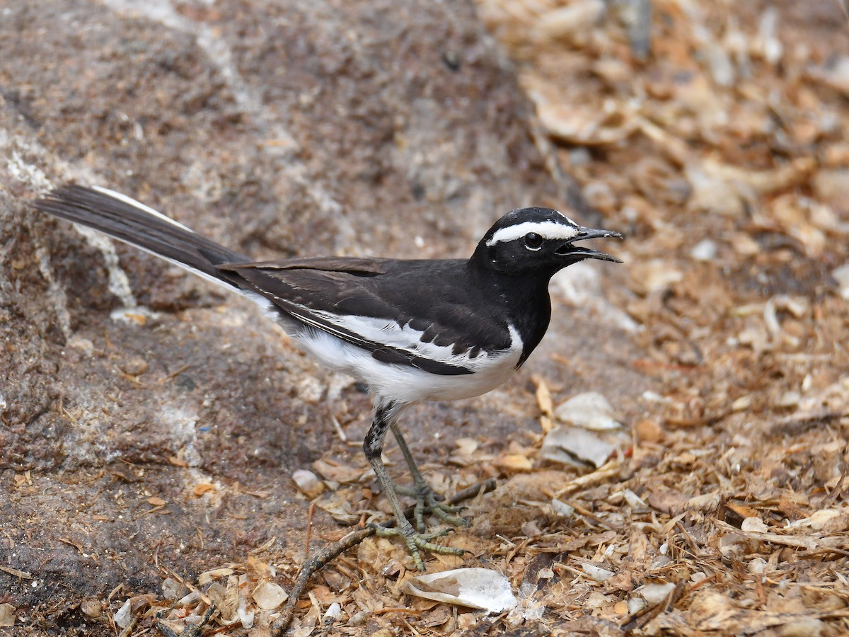 White-browed Wagtail - ML618802791
