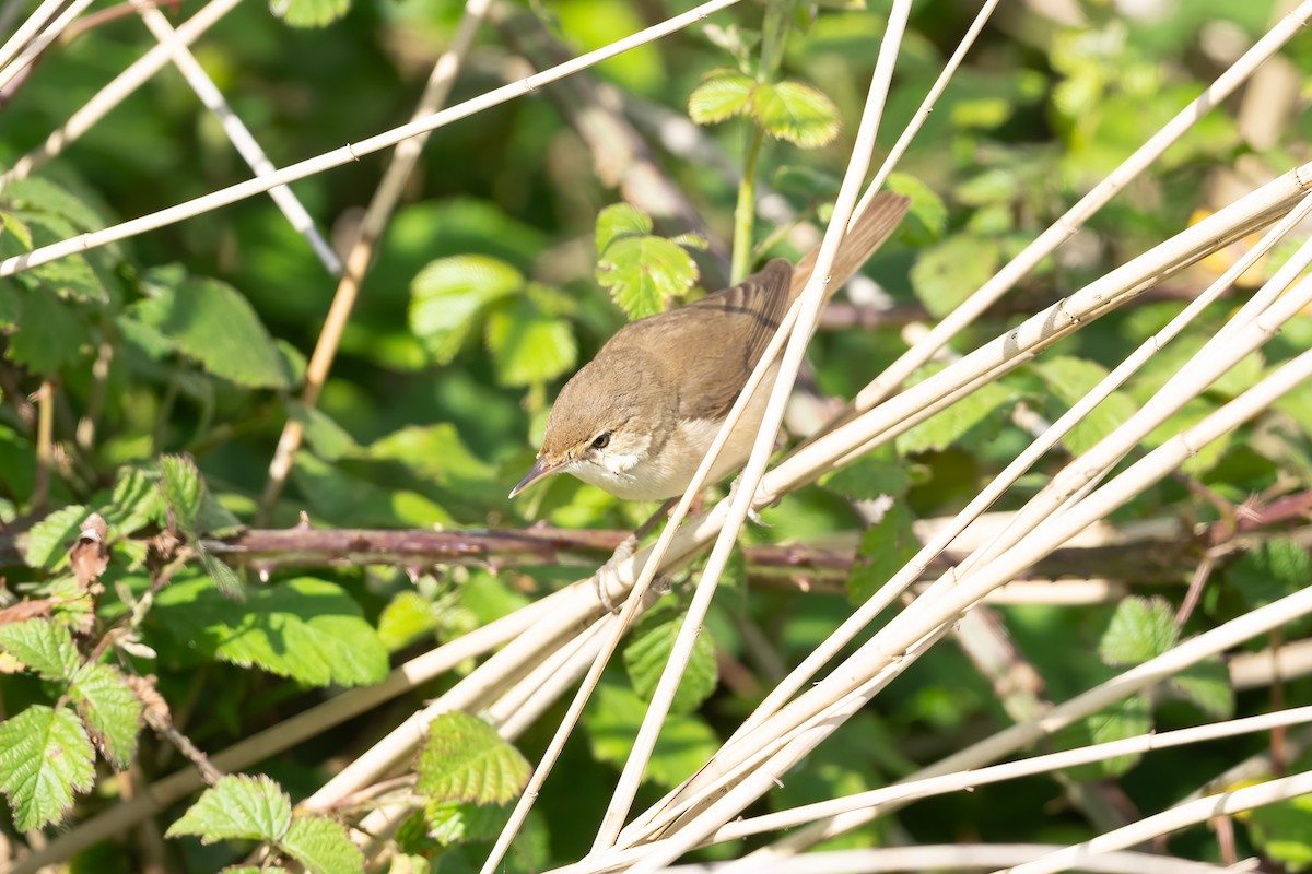 Common Reed Warbler - Paul Beerman