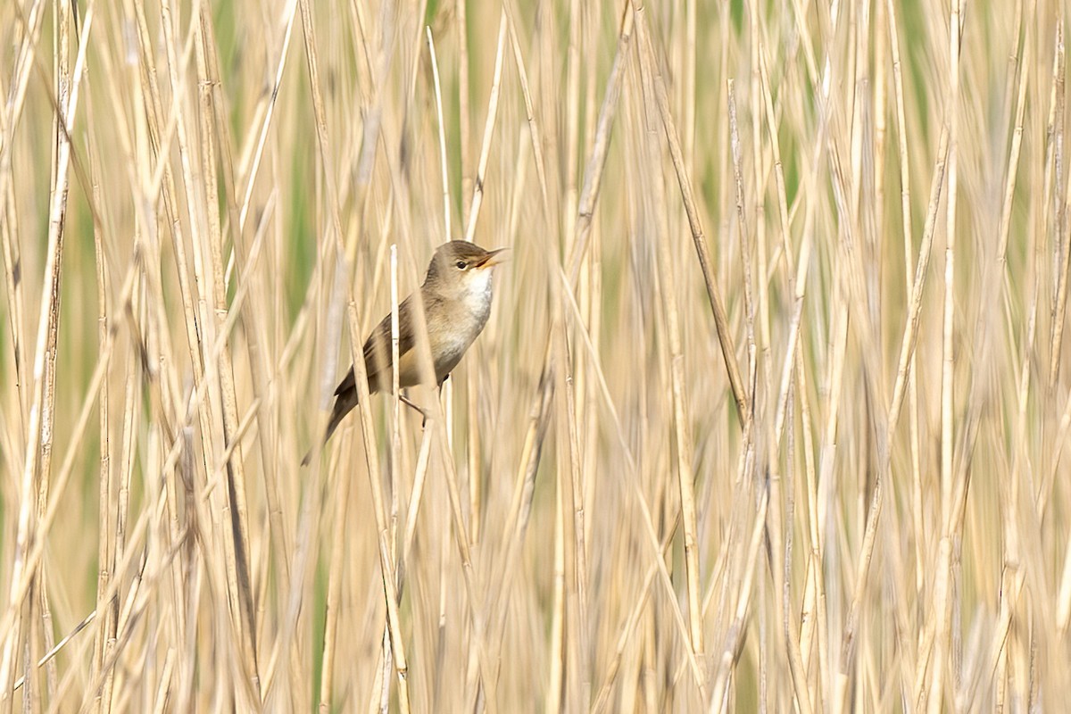 Common Reed Warbler - ML618802793