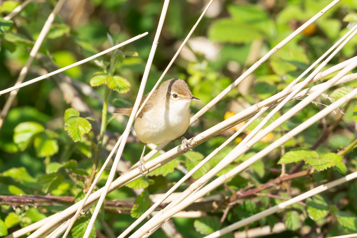 Common Reed Warbler - Paul Beerman