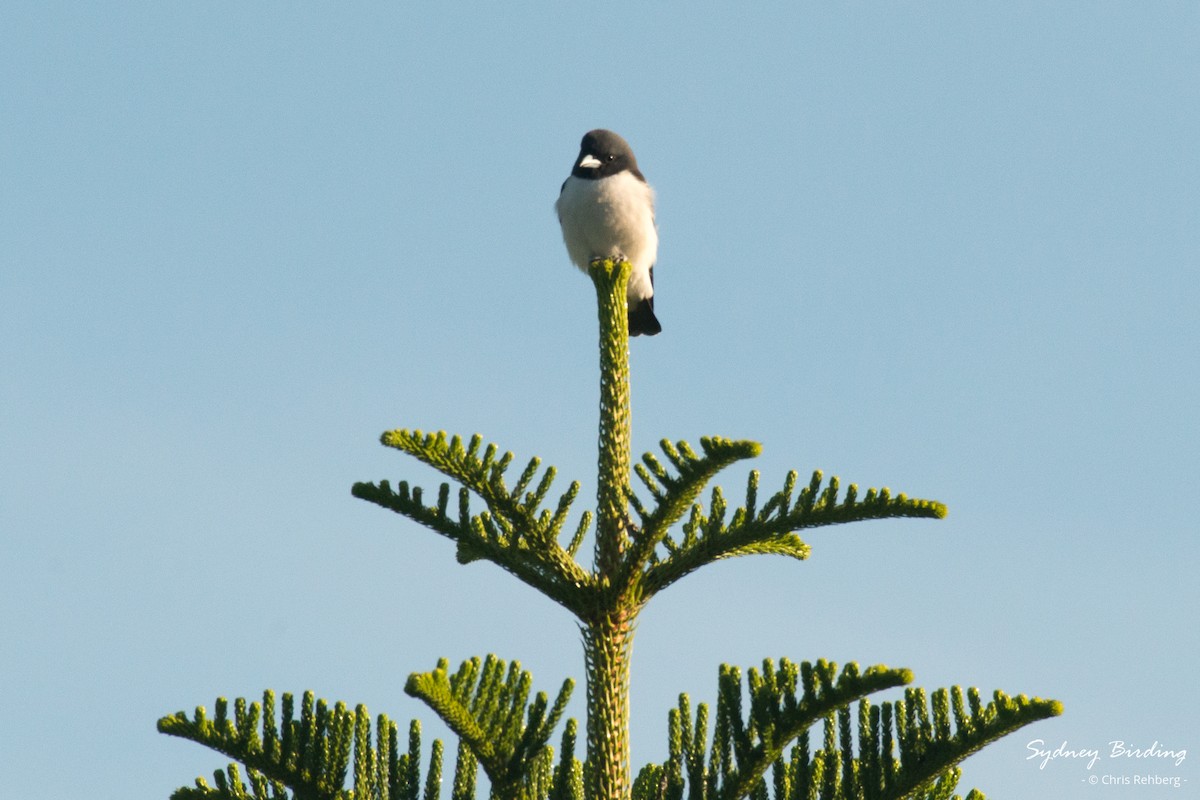 White-breasted Woodswallow - ML618802795