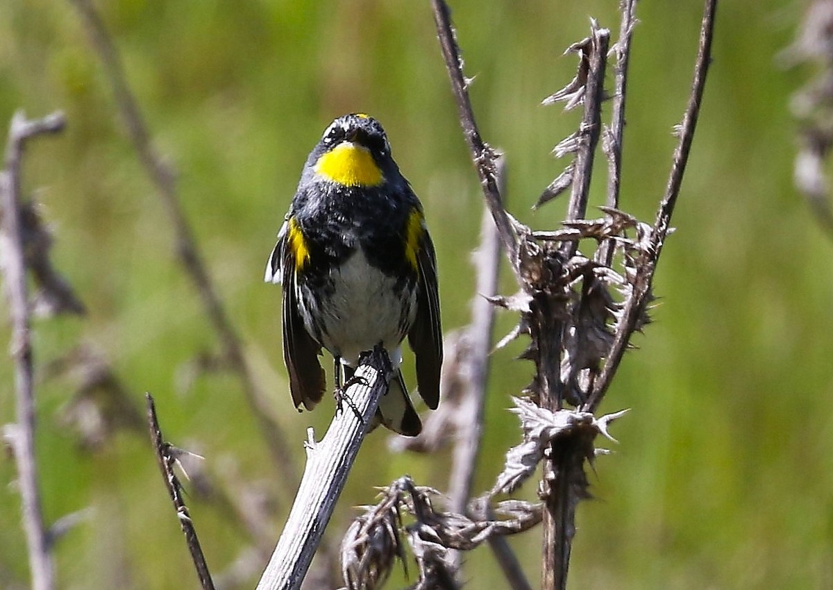 Yellow-rumped Warbler (Audubon's) - ML618802797