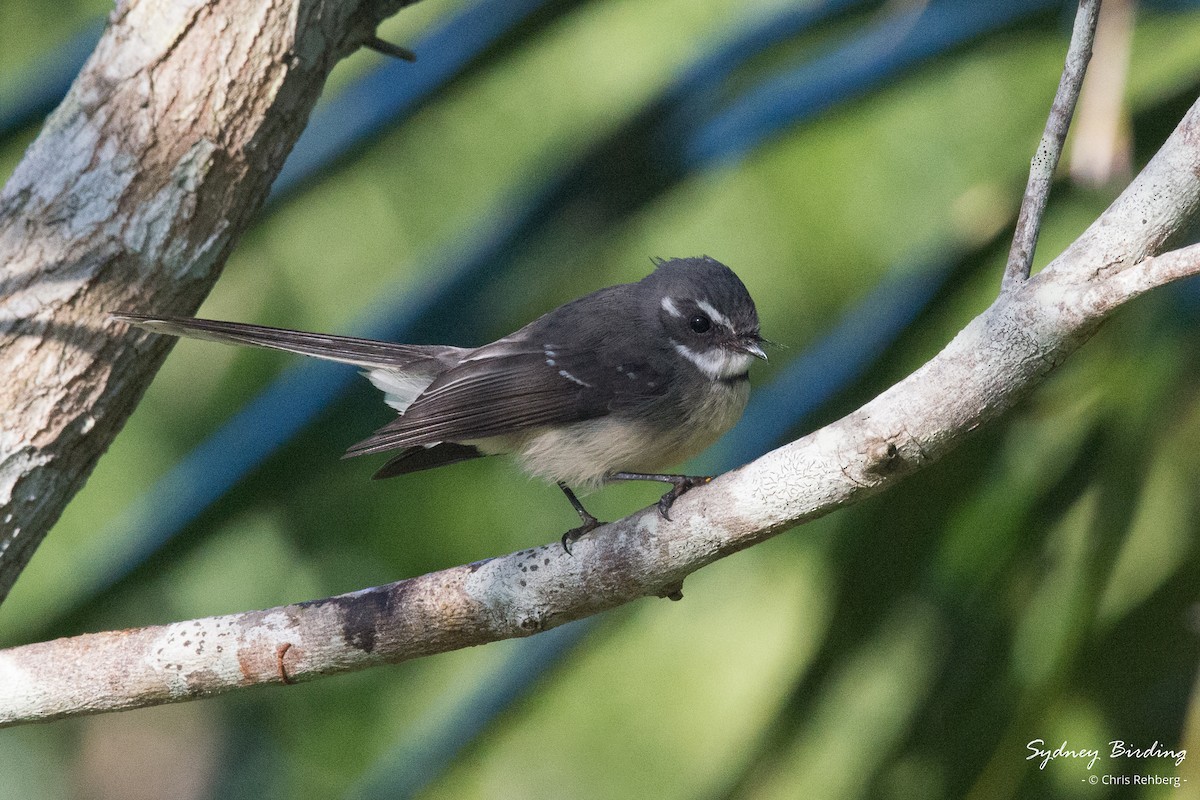 Gray Fantail - Chris Rehberg  | Sydney Birding