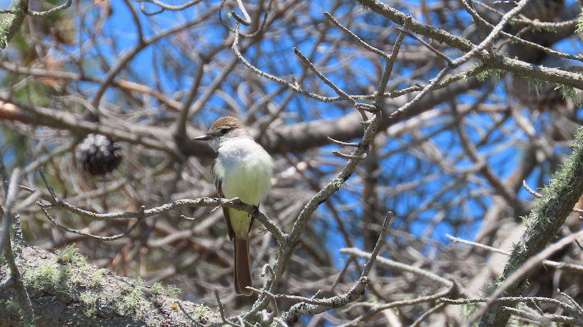 Ash-throated Flycatcher - Petra Clayton