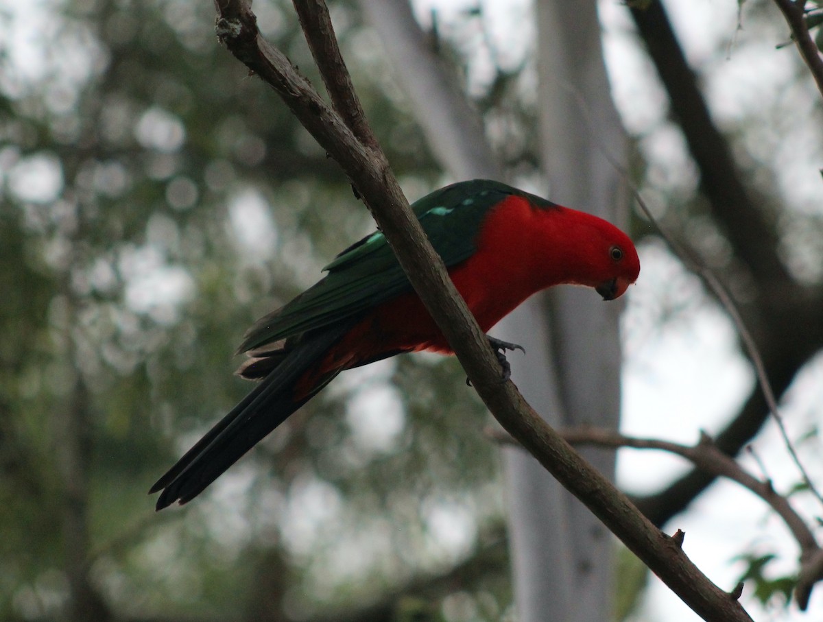 Avustralya Kral Papağanı - ML618802808