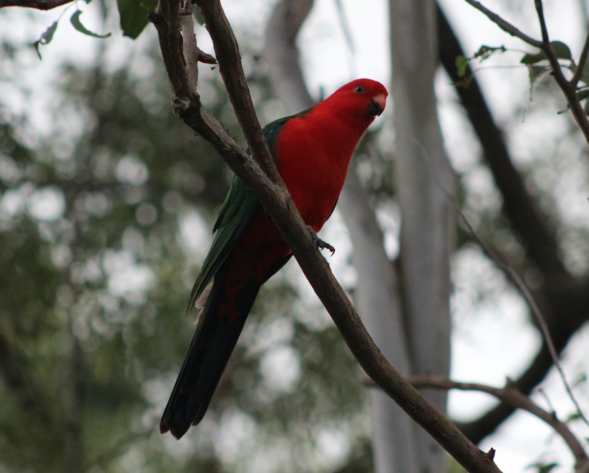 Avustralya Kral Papağanı - ML618802809