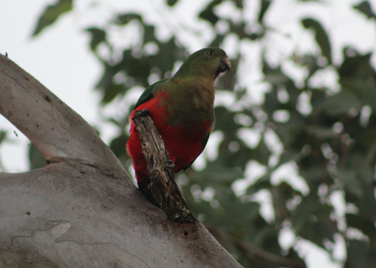Australian King-Parrot - Max Cornejo Rodriguez