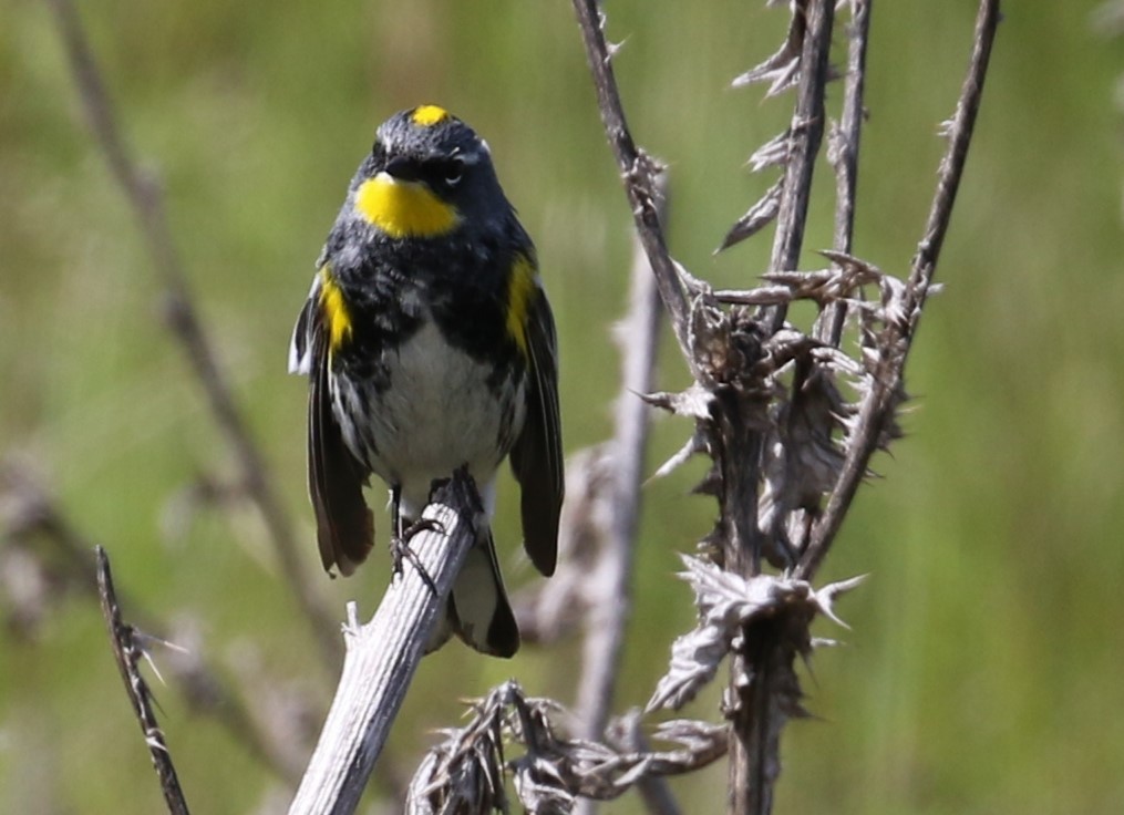 Yellow-rumped Warbler (Audubon's) - John F. Gatchet
