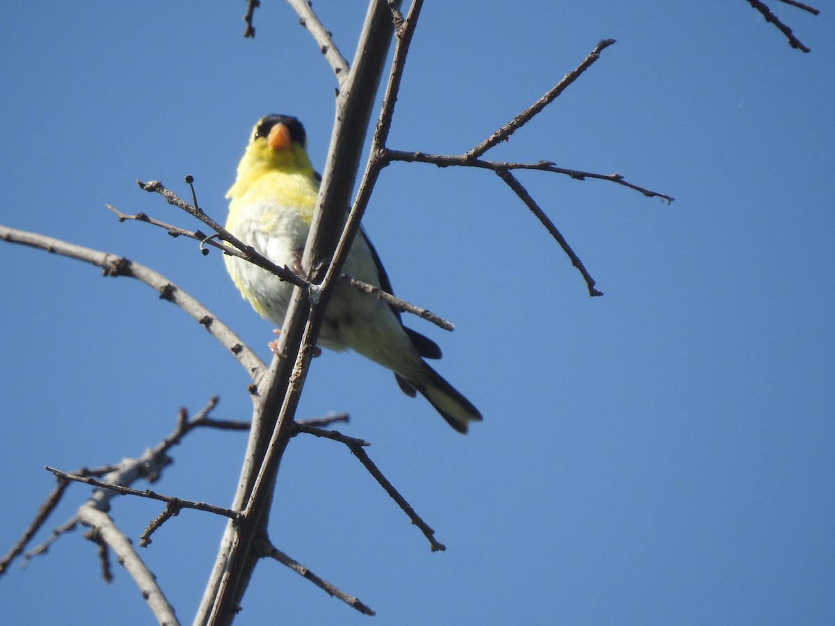 American Goldfinch - Layton Pace