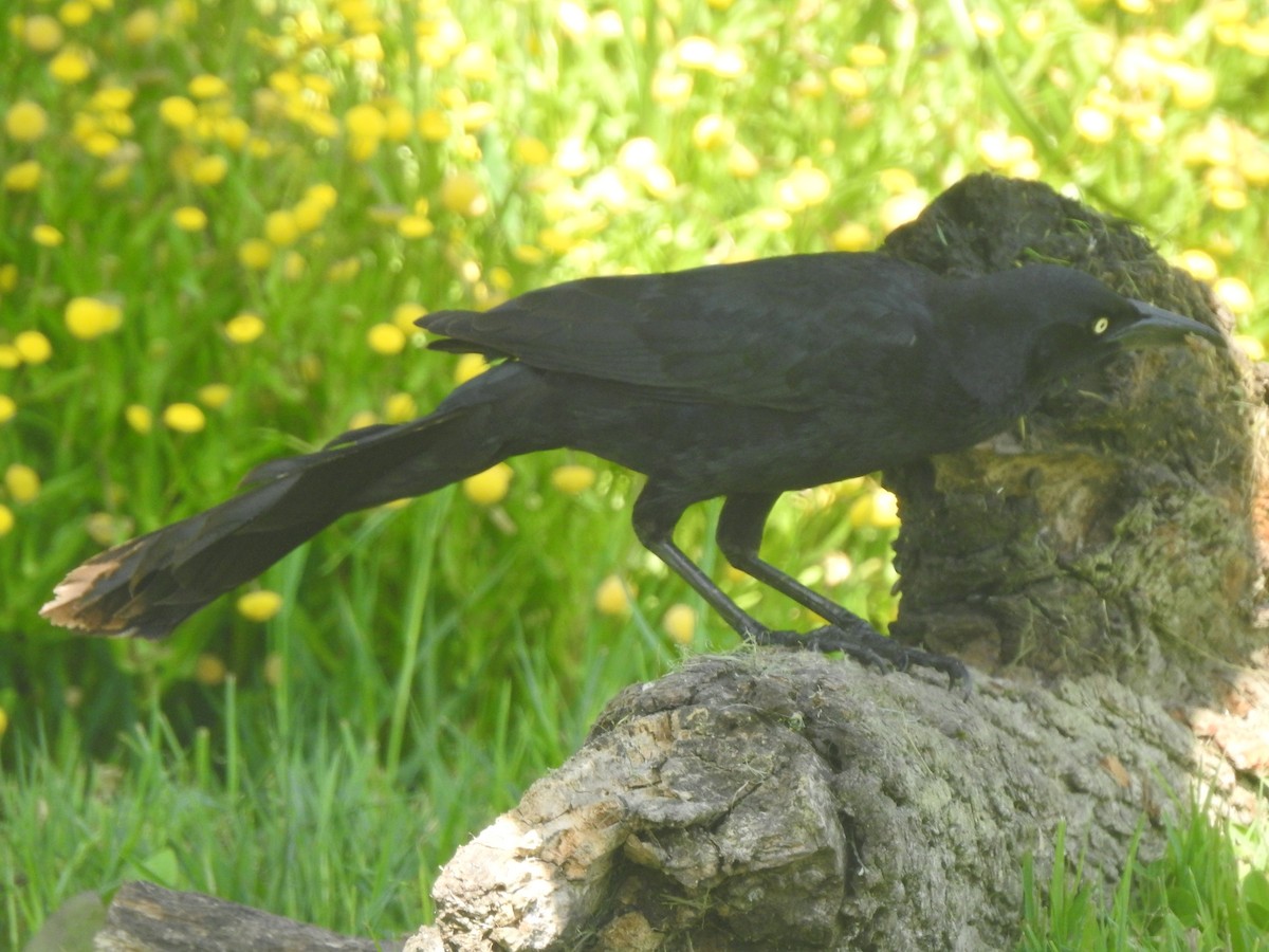 Great-tailed Grackle - ML618802846