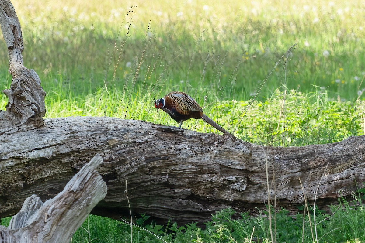 Ring-necked Pheasant - Paul Beerman