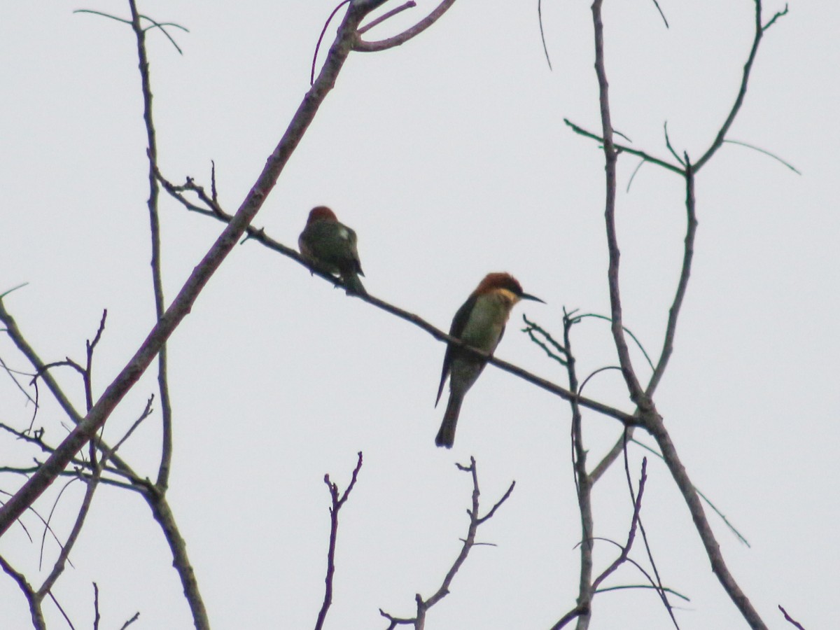 Chestnut-headed Bee-eater - ML618802898