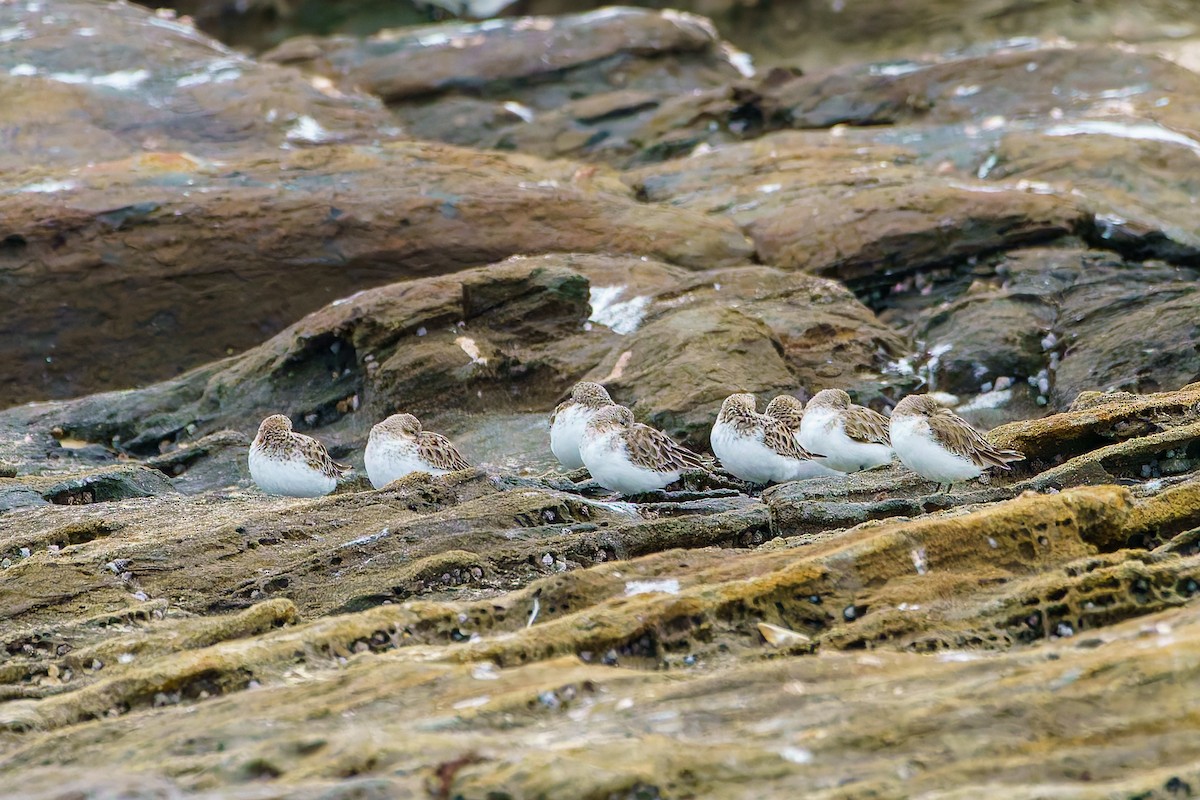 Red-necked Stint - James Churches