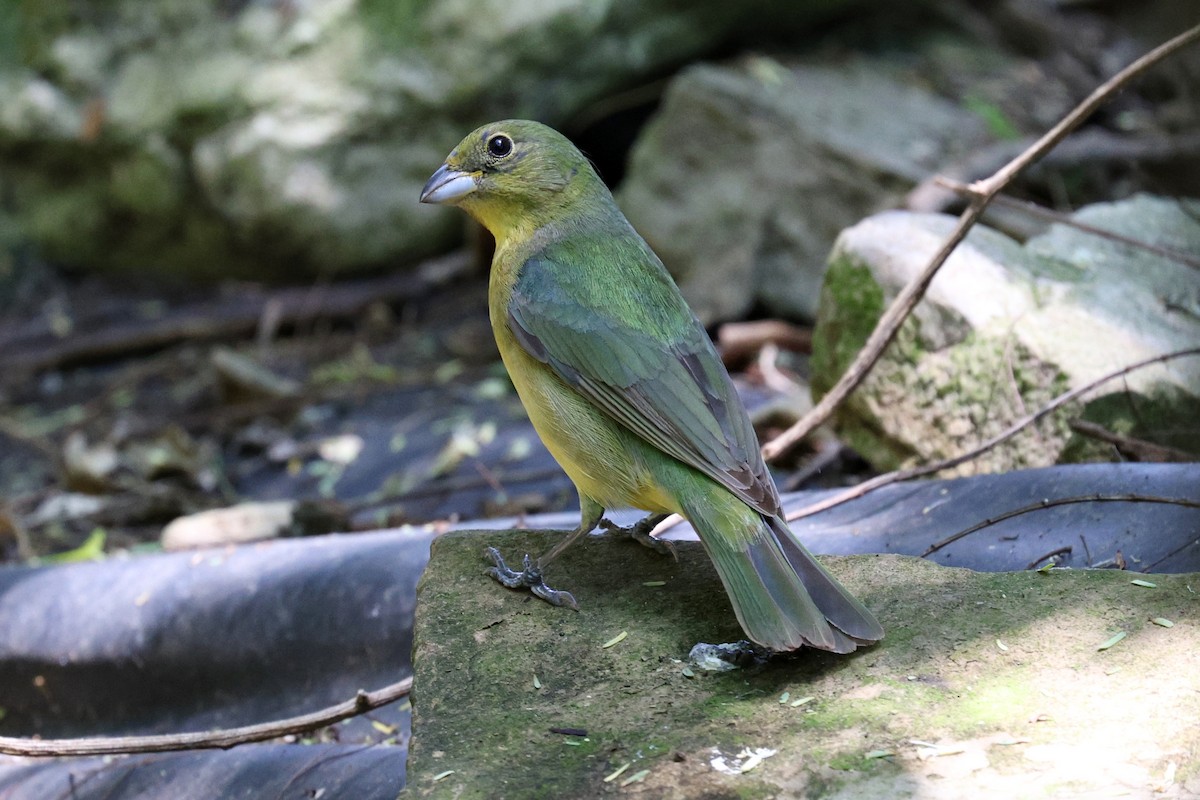 Painted Bunting - ML618802922