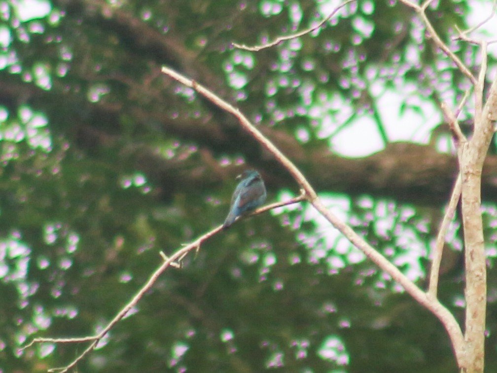 Asian Fairy-bluebird - ML618802923