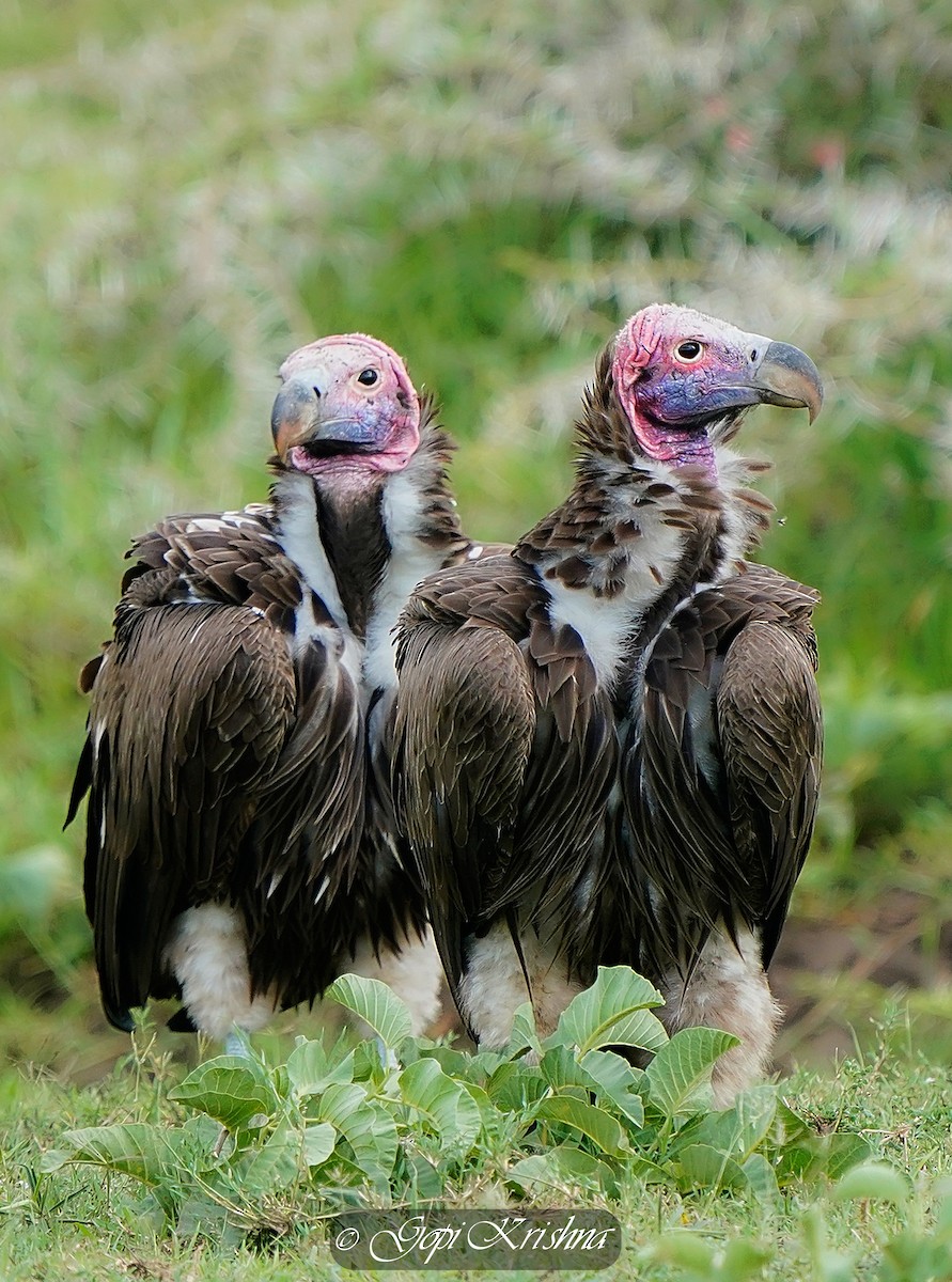 Lappet-faced Vulture - ML618802925