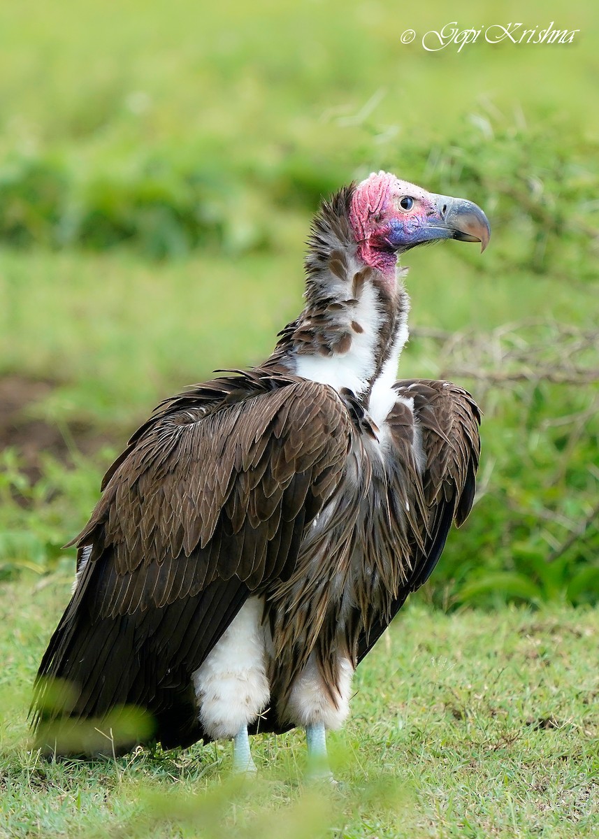 Lappet-faced Vulture - ML618802926