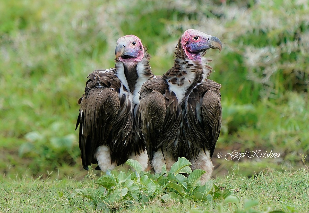 Lappet-faced Vulture - ML618802927