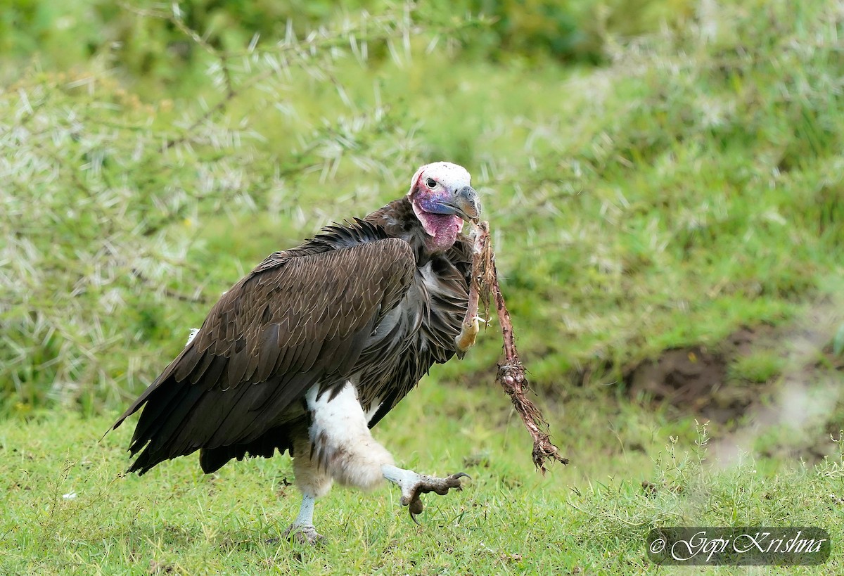 Lappet-faced Vulture - ML618802928