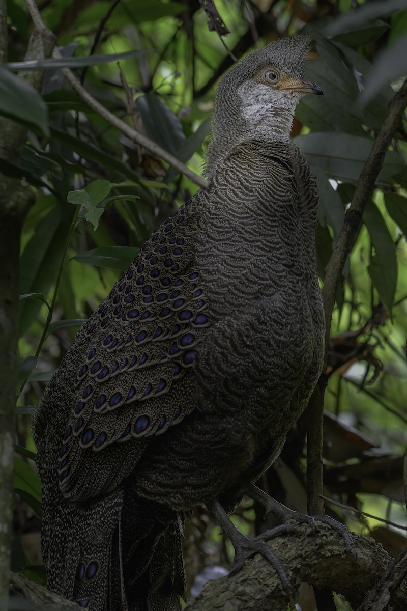 Gray Peacock-Pheasant - ML618802931