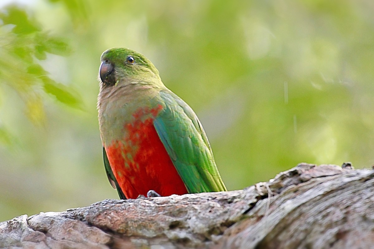 Australian King-Parrot - ML618802934