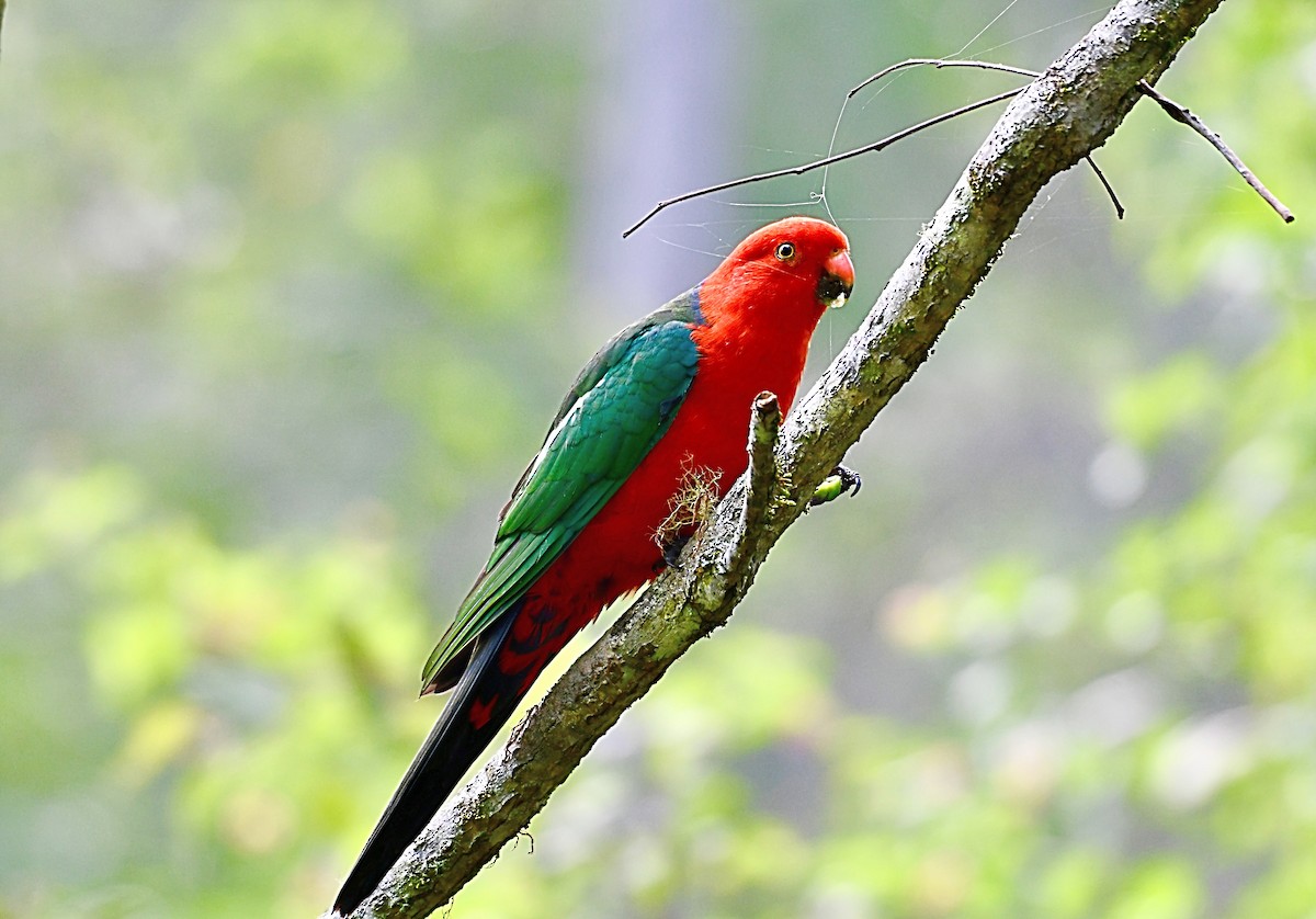 Australian King-Parrot - John Formosa