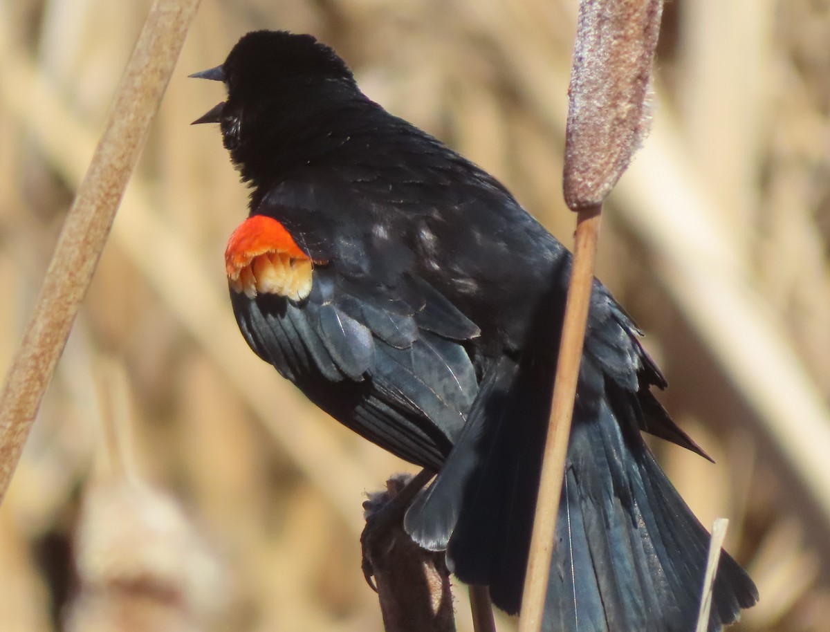 Red-winged Blackbird - ML618803029