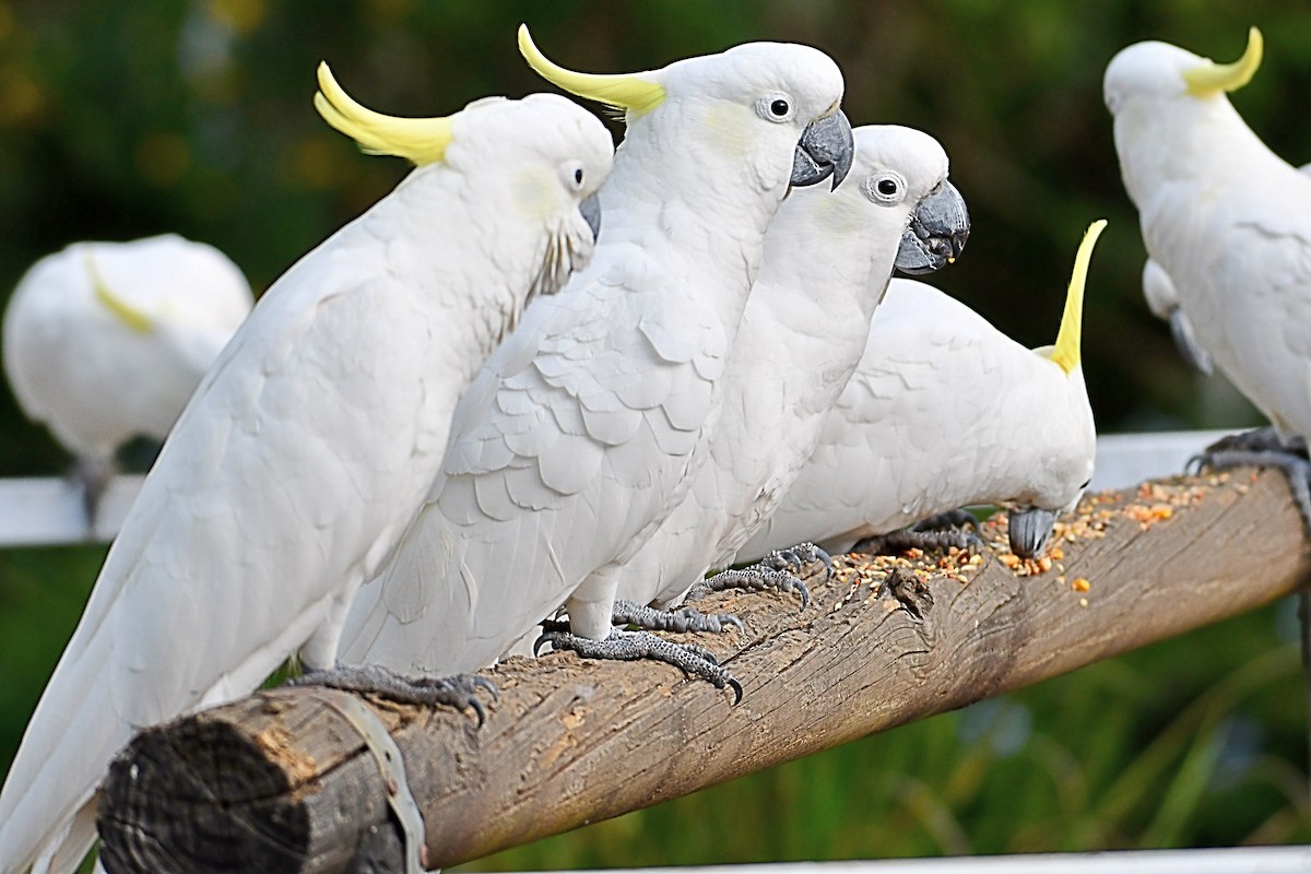 Sulphur-crested Cockatoo - John Formosa
