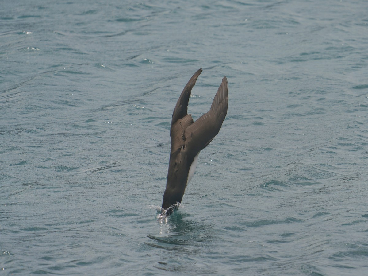 Brown Booby - ML618803100